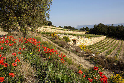 Vins rosés